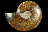 Polished Ammonite (Cleoniceras) Fossil - Madagascar #127218-1